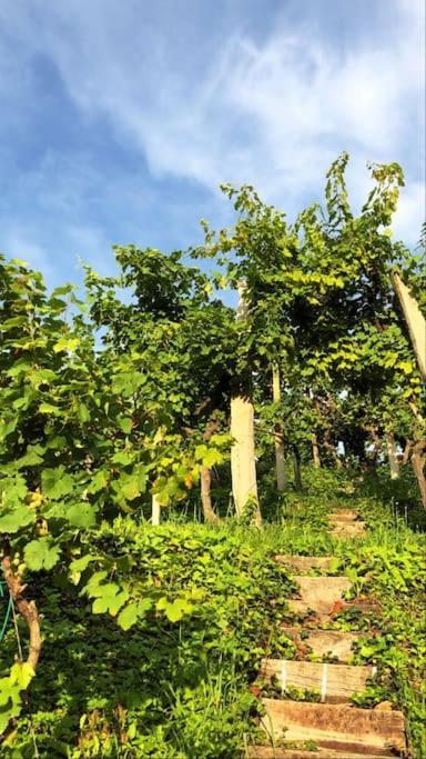 Adorable Guesthouse In The Middle Of Vineyards Ptujska Gora Exteriör bild